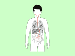 Illustration des Verlaufs des Vagusnerves