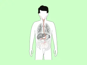 Illustration des Verlaufs des Vagusnerves