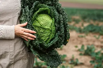 Foto Wirsing direkt vom Feld