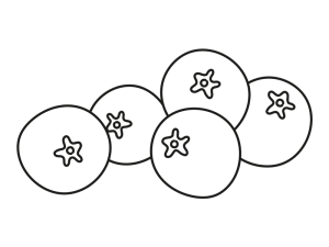 Illustration Heidelbeere