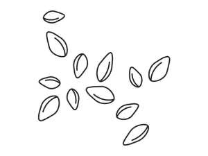 Illustration Leinsamen