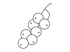 Illustration Schwarze Johannisbeere