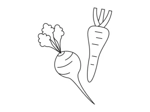 Illustration Steckrübe oder Pastinake