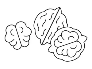 Illustration Walnüsse